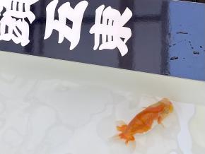 金魚一道】金魚・らんちゅう販売店・通販