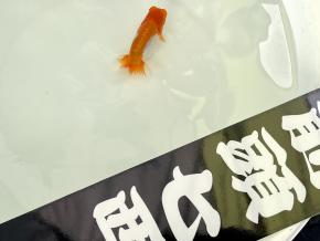 金魚一道】金魚・らんちゅう販売店・通販