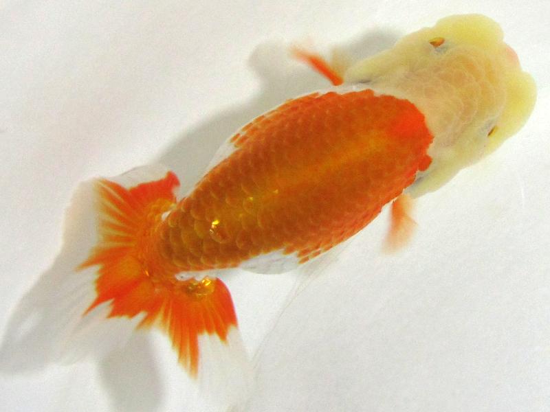 売れ筋 らんちゅう当歳魚（愛媛松山市）有名ブリーダーの種魚